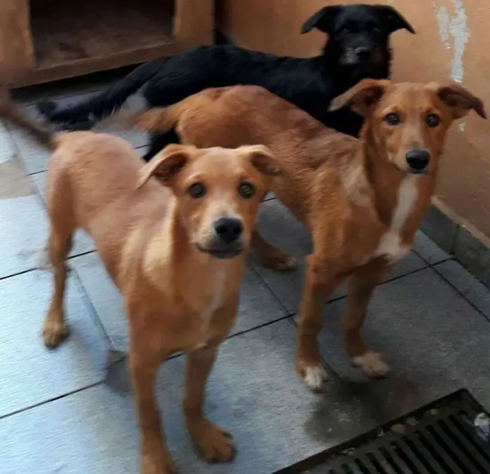 Cachorro raça Vira Latas idade 2 a 6 meses nome Caramelo