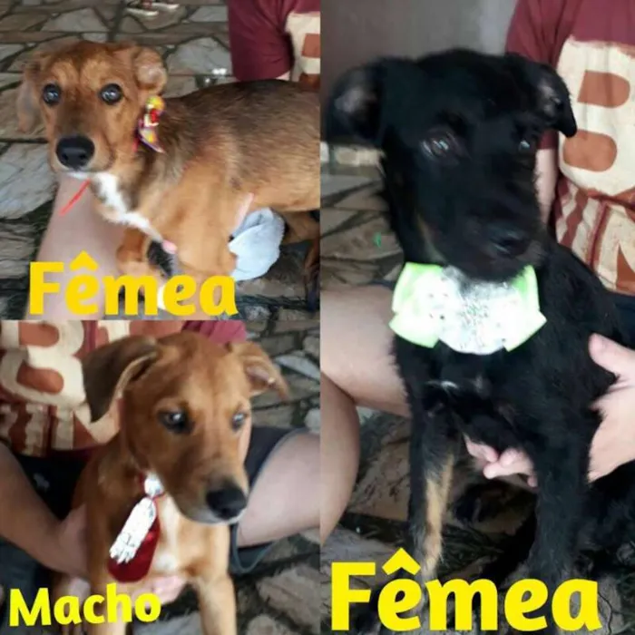 Cachorro raça Vira Latas idade 2 a 6 meses nome Caramelo