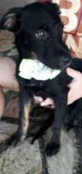 Cachorro raça Vira-latas idade 2 a 6 meses nome Neguinha