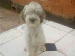 Cachorro raça Poodle idade 2 a 6 meses nome branco