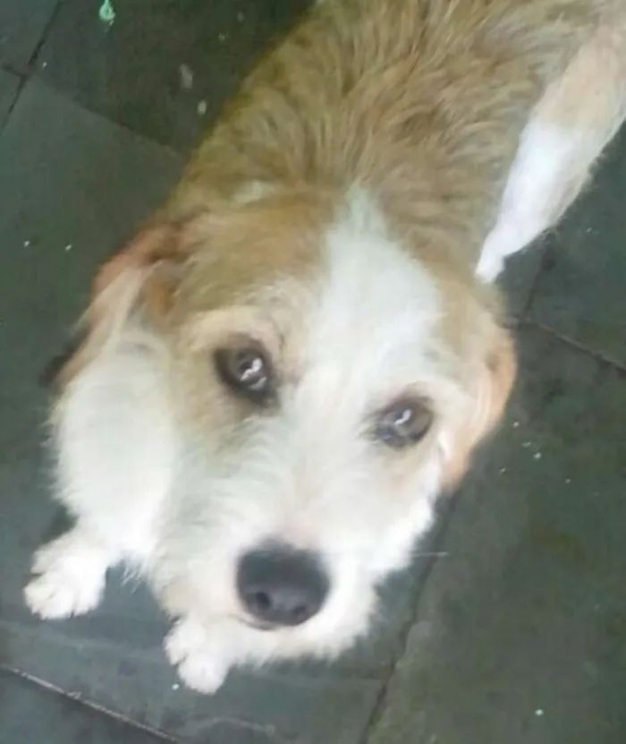 Cachorro ra a Sem raça definida idade 1 ano nome Mel