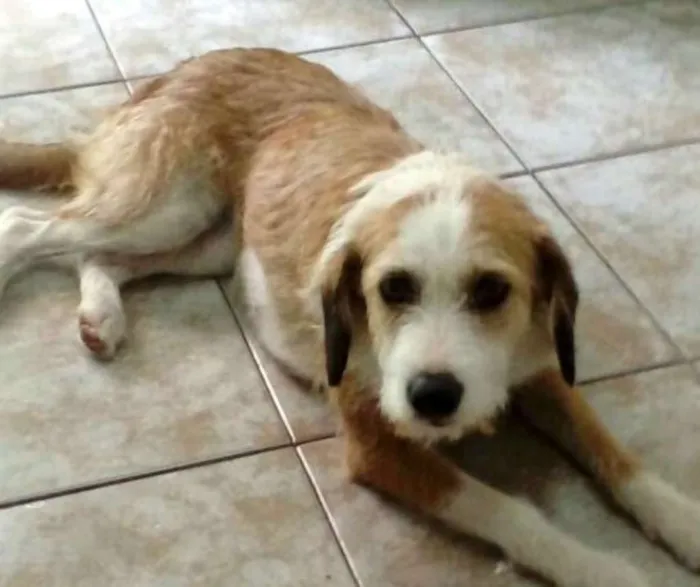 Cachorro ra a Sem raça definida idade 1 ano nome Mel