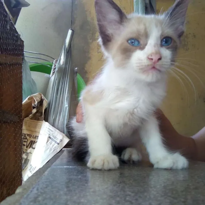 Gato ra a Siamês idade 2 a 6 meses nome Romeu e Esmeralda