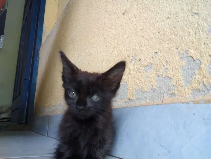 Gato ra a Siamês idade 2 a 6 meses nome Romeu e Esmeralda