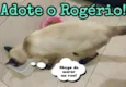 Rogério