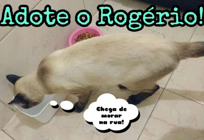 Gato ra a Siamês idade 2 anos nome Rogério