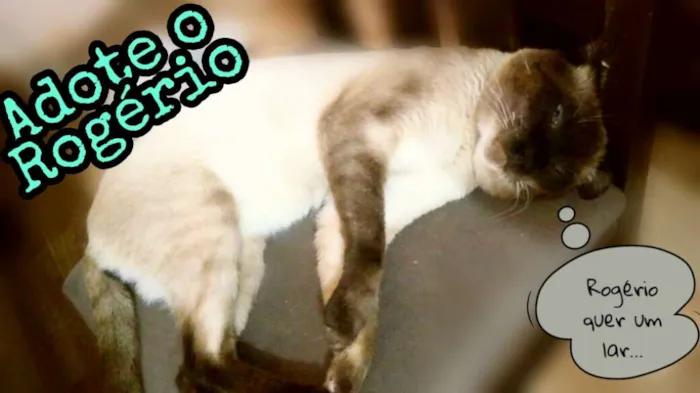 Gato ra a Siamês idade 2 anos nome Rogério