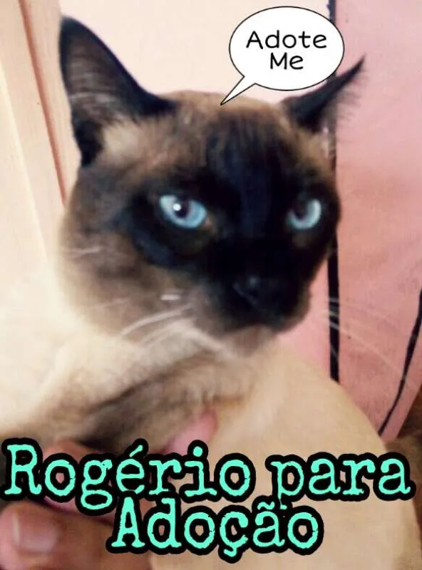 Gato ra a Siamês idade 2 anos nome Rogério