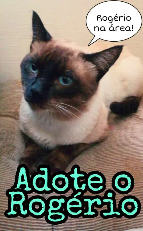 Gato ra a Siamês idade 2 anos nome Rogério