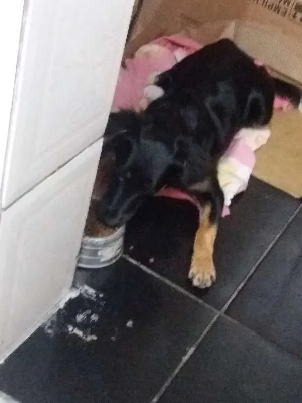 Cachorro raça vira lata idade 7 a 11 meses nome mel