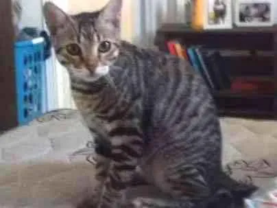 Gato ra a  idade 7 a 11 meses nome Flock