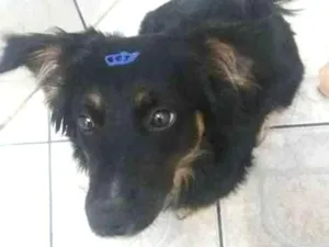 Cachorro raça vira lata idade 7 a 11 meses nome mel