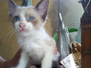 Gato raça Siamês idade 2 a 6 meses nome Romeu e Esmeralda