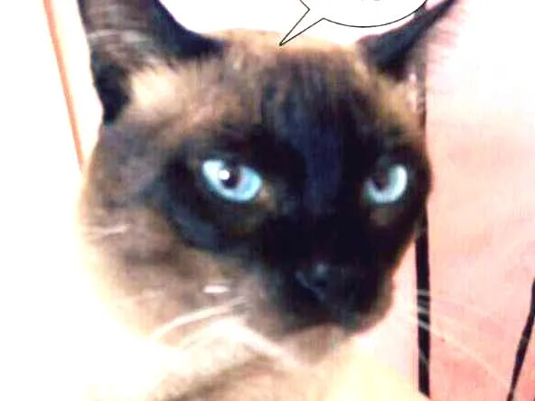 Gato ra a Siamês idade 2 anos nome Rogério
