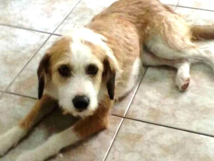 Cachorro ra a Sem raça definida idade 1 ano nome Mel