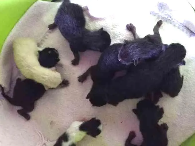Gato ra a Srd idade Abaixo de 2 meses nome Sem nomes