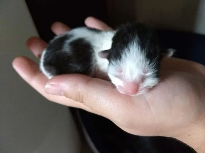 Gato ra a Srd idade Abaixo de 2 meses nome Sem nomes