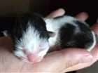 Gato raça Srd idade Abaixo de 2 meses nome Sem nomes