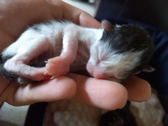 Gato ra a Srd idade Abaixo de 2 meses nome Sem nomes