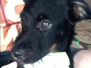 Cachorro raça Vira-latas idade 2 a 6 meses nome Neguinha