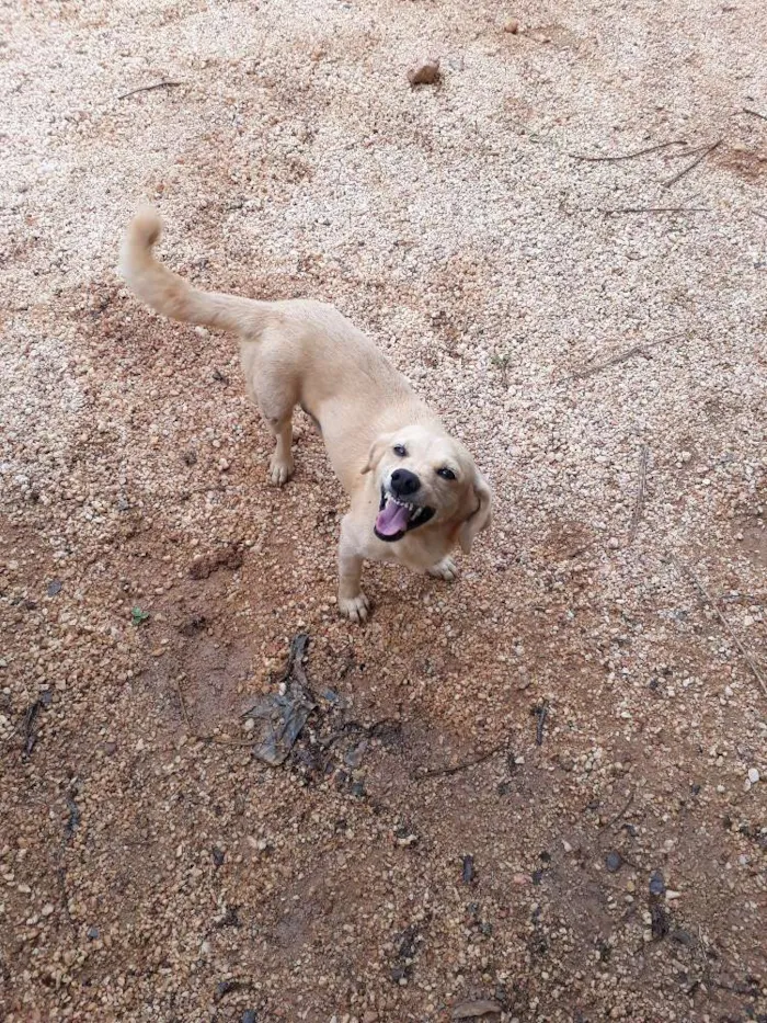 Cachorro raça SRD idade 5 anos nome Risadinha