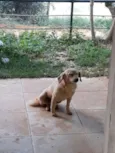 Risadinha
