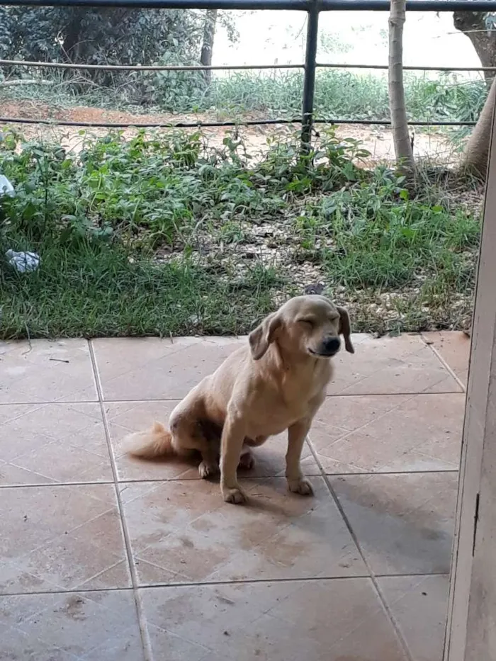 Cachorro raça SRD idade 5 anos nome Risadinha