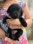 Cachorro raça Vira-lata  idade Abaixo de 2 meses nome ????
