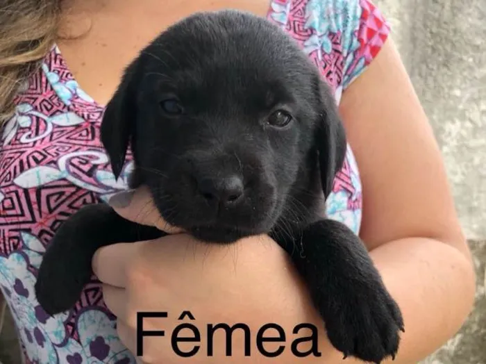 Cachorro raça Vira-lata  idade Abaixo de 2 meses nome ????
