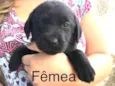 Cachorro raça Vira-lata  idade Abaixo de 2 meses nome ????