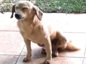 Cachorro raça SRD idade 5 anos nome Risadinha