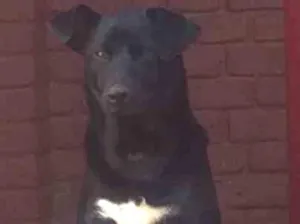Cachorro raça Labrador com vira-lata  idade 1 ano nome BART