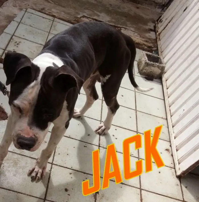 Cachorro raça PITBULL idade 4 anos nome JACK