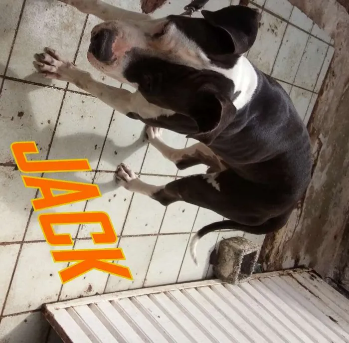 Cachorro raça PITBULL idade 4 anos nome JACK