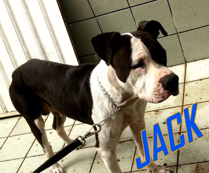 Cachorro raça PITBULL idade 4 anos nome JACK