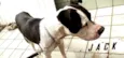 JACK
