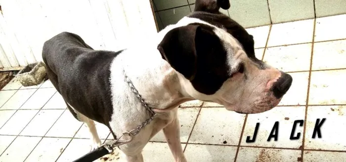Cachorro raça PITBULL idade 4 anos nome JACK