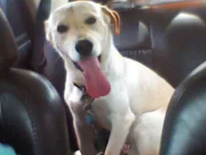 Cachorro raça  idade 2 anos nome Yorki