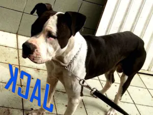 Cachorro raça PITBULL idade 4 anos nome JACK
