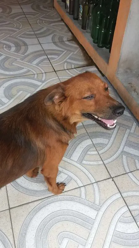 Cachorro raça vira lata idade 7 a 11 meses nome Lola