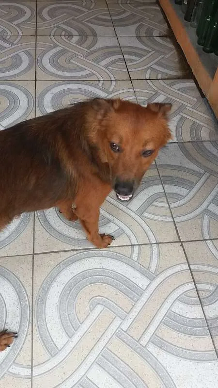 Cachorro raça vira lata idade 7 a 11 meses nome Lola