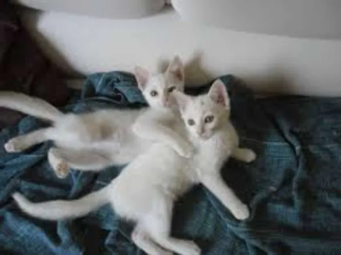 Gato raça pelo curto idade Abaixo de 2 meses nome varios