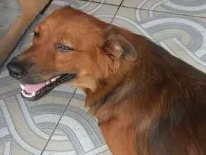 Cachorro raça vira lata idade 7 a 11 meses nome Lola