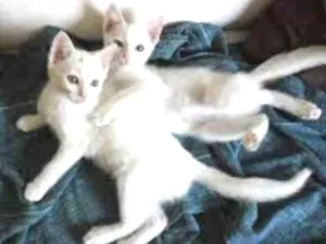 Gato raça pelo curto idade Abaixo de 2 meses nome varios