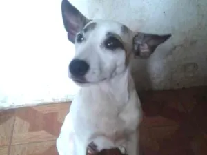 Cachorro raça vira lata idade 2 a 6 meses nome valente
