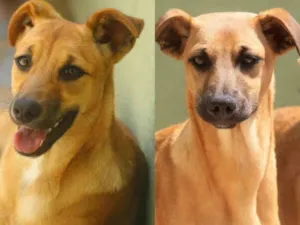 Cachorro raça  idade 2 anos nome Deby e Emily
