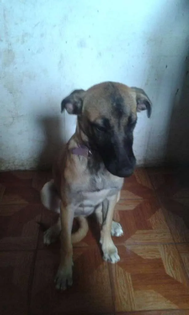 Cachorro ra a vira lata idade 2 a 6 meses nome kyara