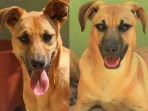 Cachorro raça  idade 2 anos nome Alice e Diva Peq.