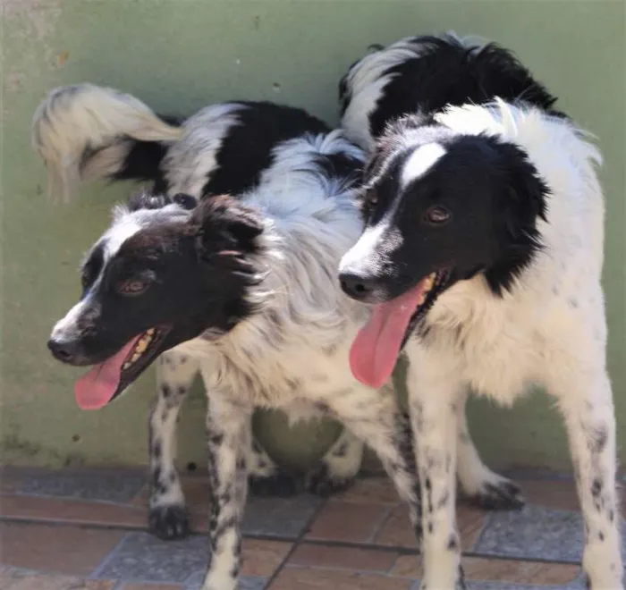 Cachorro ra a  idade 3 anos nome Igor e Luisa