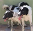 Igor e Luisa
